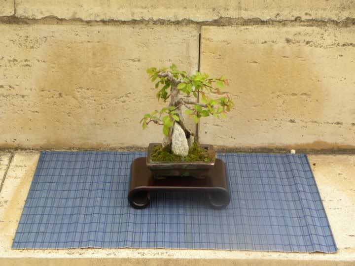 II EXPOSICION BONSAI Y SUISEKI DE LA BBE 30118_398369006081_90399086081_4772