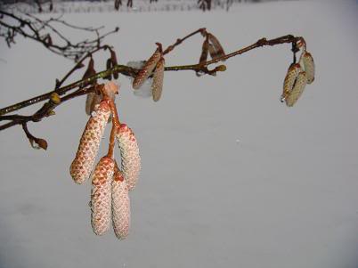 Llegó la nieve DSC03989