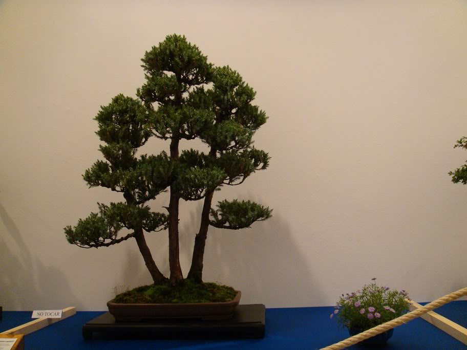 II Exposición de Bonsai Ciudad de Oviedo - Página 2 DSC05095