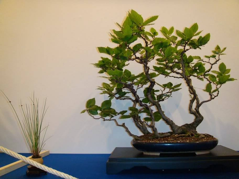 II Exposición de Bonsai Ciudad de Oviedo DSC05100