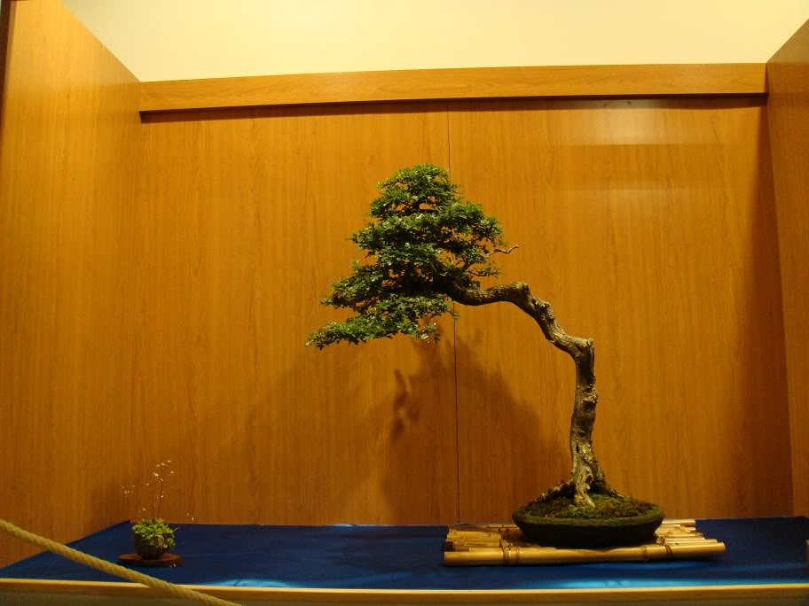 Exposición del Club Bonsai Principado de Asturias DSC05129