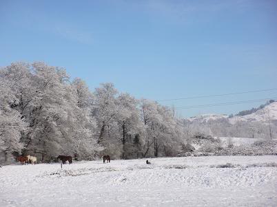 Llegó la nieve DSC04044