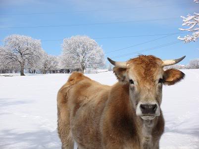 Llegó la nieve DSC04073