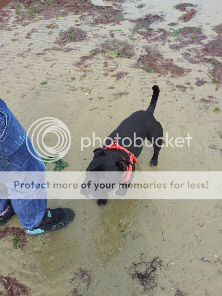 busters first beach trip. 2012-05-19145601_2