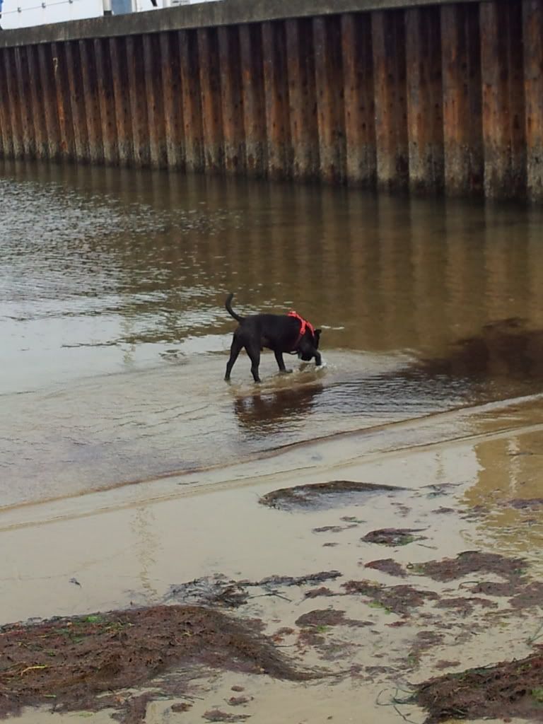 busters first beach trip. 2012-05-19145608