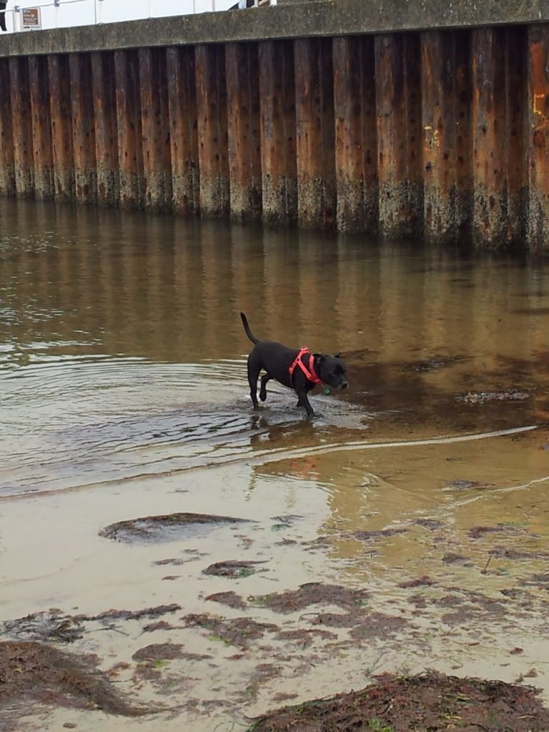 busters first beach trip. 2012-05-19145611