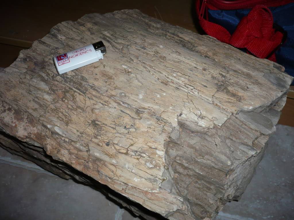 Arbol fosil P1070065