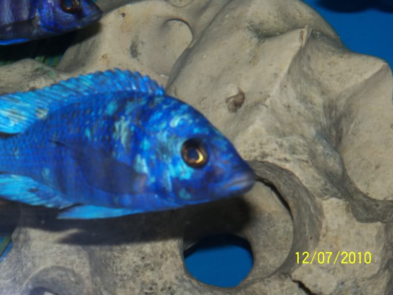 Placidochromis Phenochilus Tanzania 116_2592