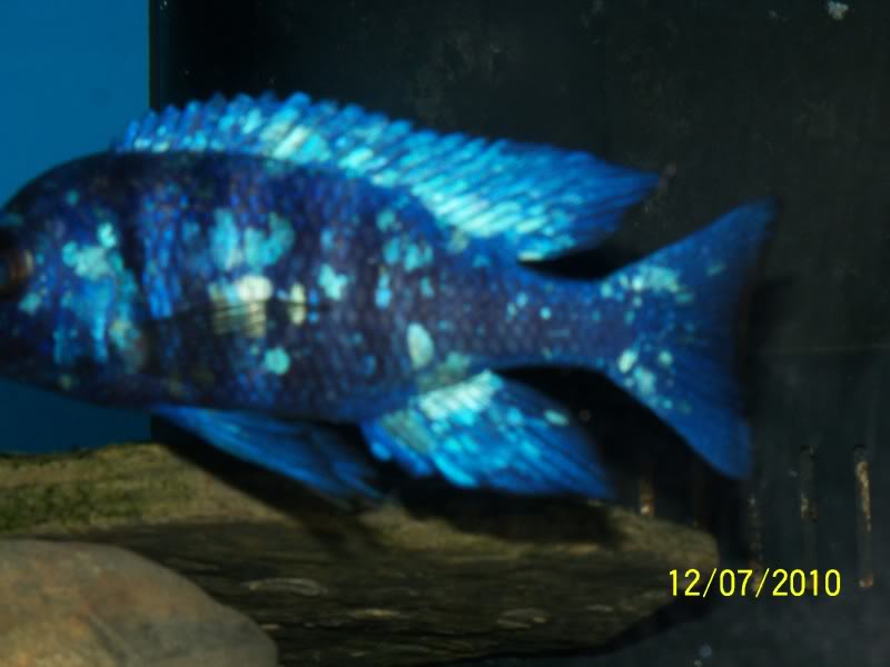 Placidochromis Phenochilus Tanzania - Page 2 116_2593