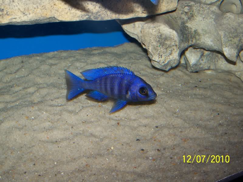 Placidochromis Phenochilus Tanzania 116_2597