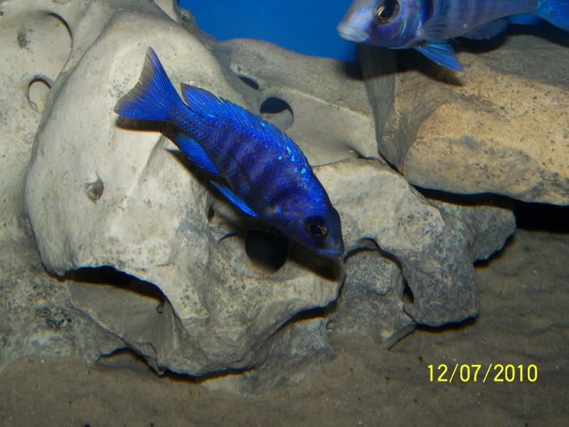 Placidochromis Phenochilus Tanzania - Page 2 116_2599