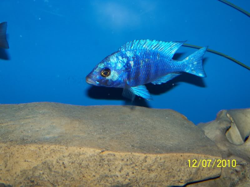 Placidochromis Phenochilus Tanzania 116_2602