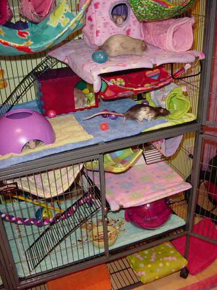 My ratlets' cage  :) *not dial-up friendly!* Cagerightrats2