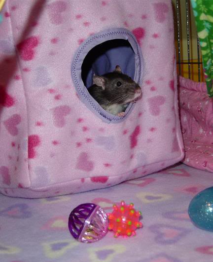 My ratlets' cage  :) *not dial-up friendly!* Fergienewcube