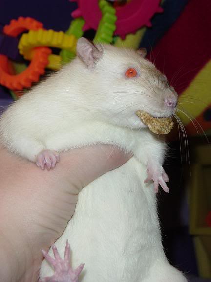 My 13 ratlets! Widdershinscookie