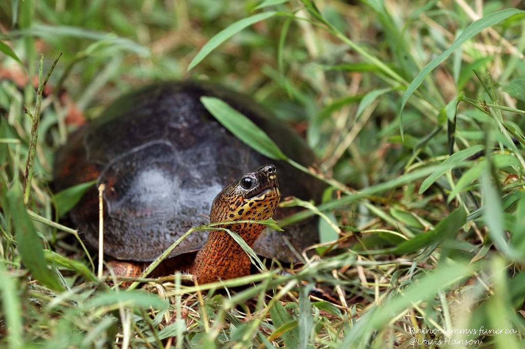 Tortue noire de rivière DSC_4286w