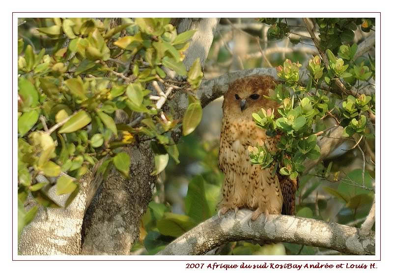 Afrique du sud - Kosi Bay  (2) - Les oiseaux DSC_6424pf