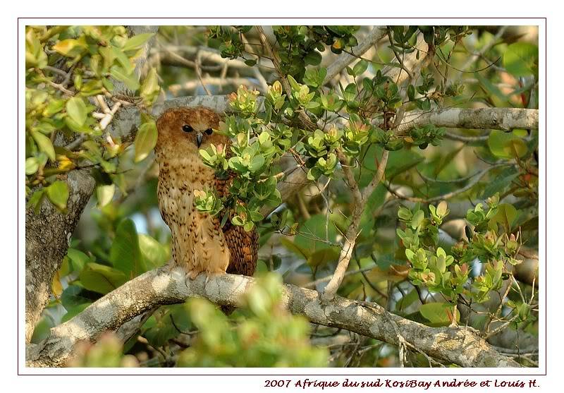 Afrique du sud - Kosi Bay  (2) - Les oiseaux DSC_6427pf