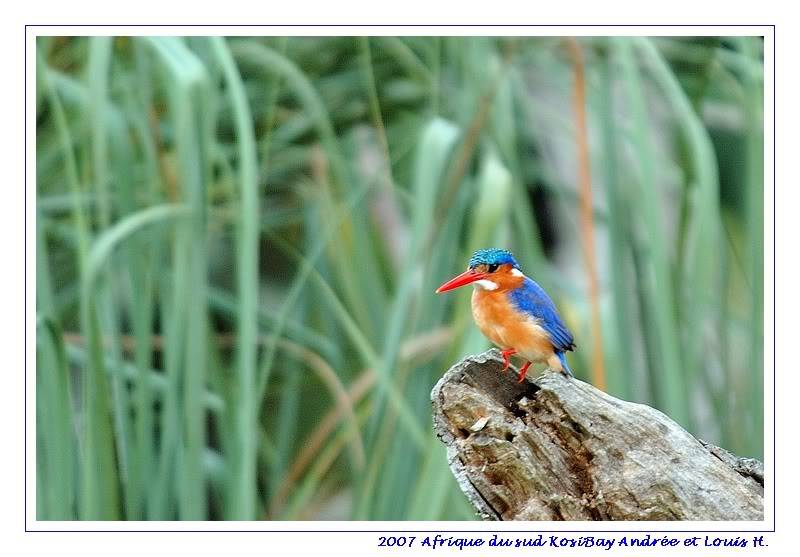 Afrique du sud - Kosi Bay  (2) - Les oiseaux DSC_6445pf