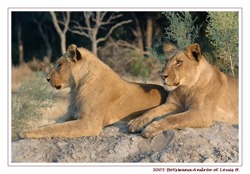 Mes lions au Botswana DSC_0722pf