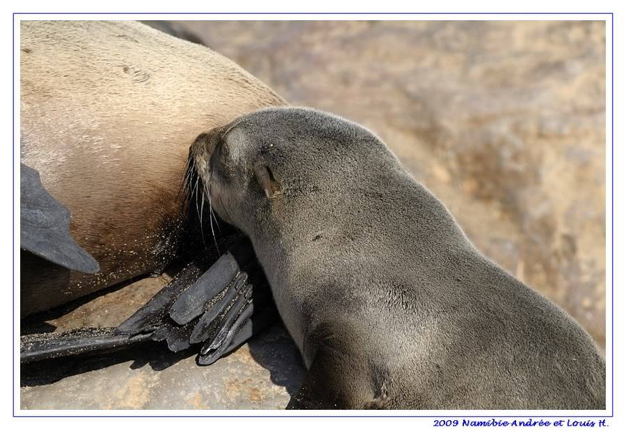 Cape cross _DSC6444