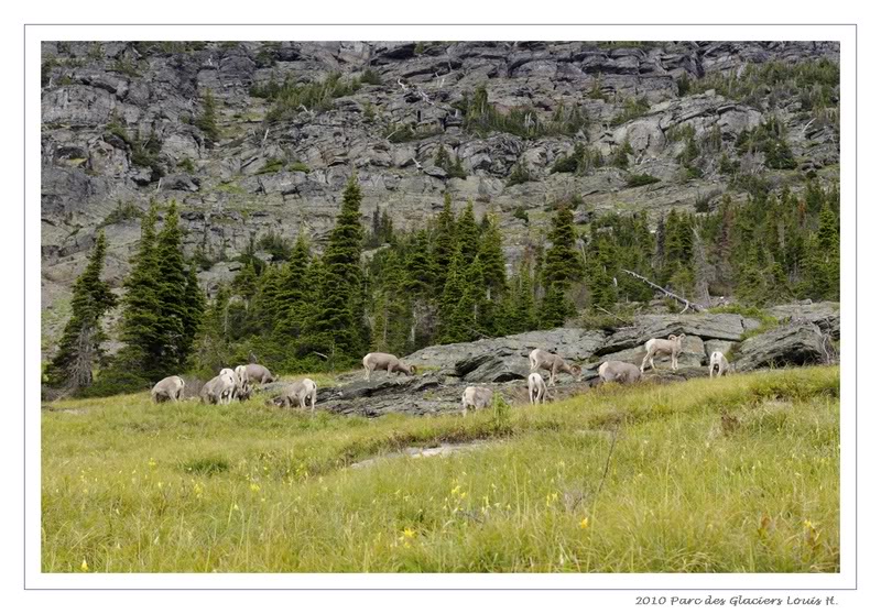 De Grand teton à Glacier en passant par Yellowstone: Partie 3 Le Montana et le parc des glaciers _DSC7251