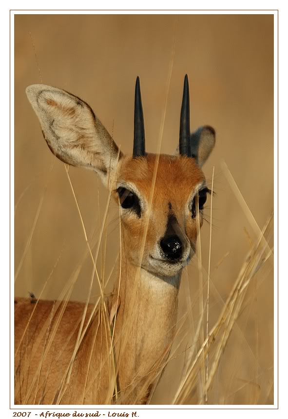 Raphicère champêtre - Steenbok DSC_6006