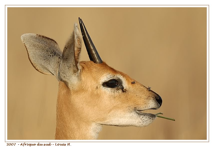 Raphicère champêtre - Steenbok DSC_6011