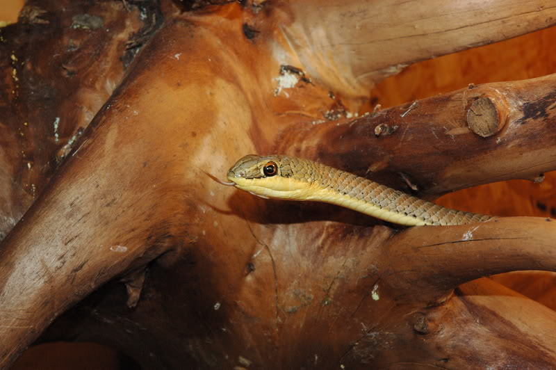 1.1 Psammophis sibilans Psammasdophis