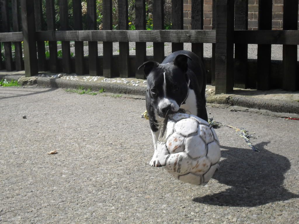 Hollie with her bust ball SDC13501