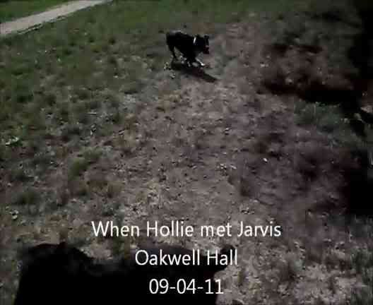 Hollie met a new friend Jarvis today Th_WhenHolliemetJarvisOakwellHall