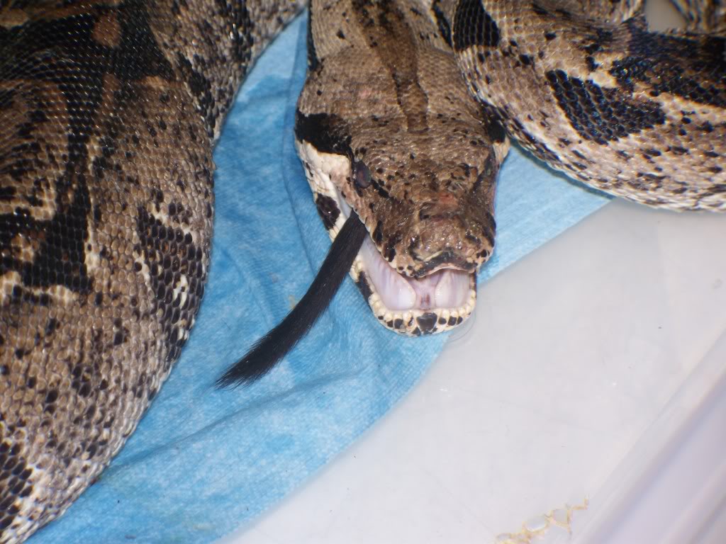 Boa Rescue (Very Graphic Pics) 100_5393