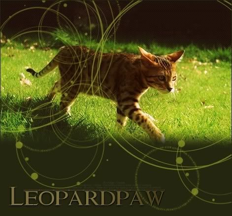 Experinced Warrior Cats Leopardpaw