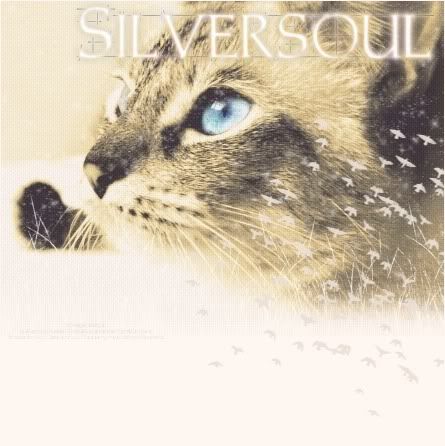 Experinced Warrior Cats Silversoul