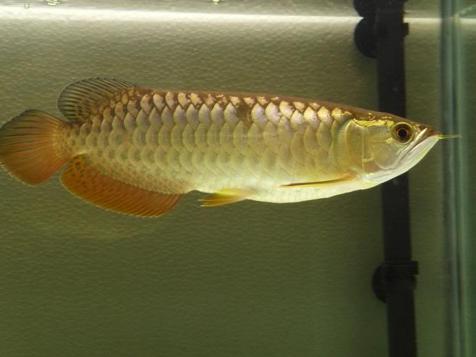 AROWANA SHOW OFF P1020607