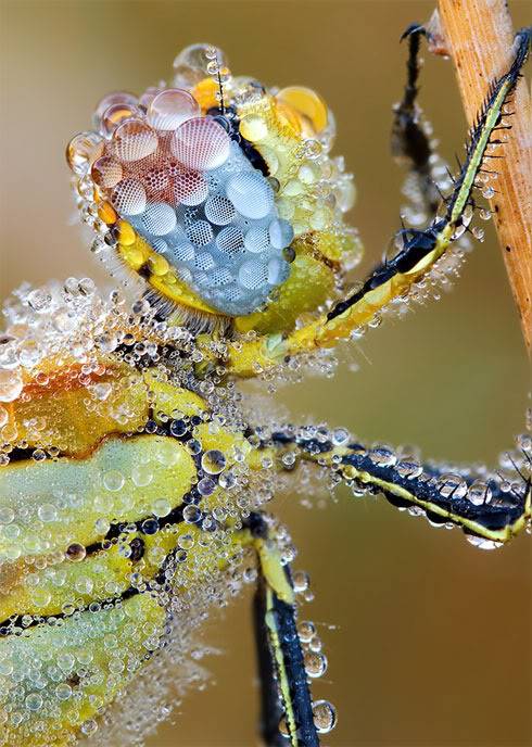 50 of the most Stunning 3d Renders-40 Greatest Insect Macro Photographs! Water-droplets-dragonfly