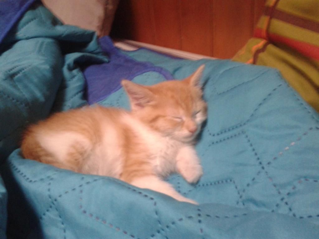 Les presento a mi gata nueva! 2014-05-04141959