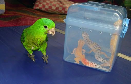 Pics of our lovable birds! - Page 2 Pikaygeckos
