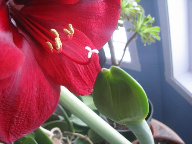 Amaryllis chez Lulu et chez vous si ça vous tente...   - Page 2 Amaryllis4janvier006_zps12fbe8e9