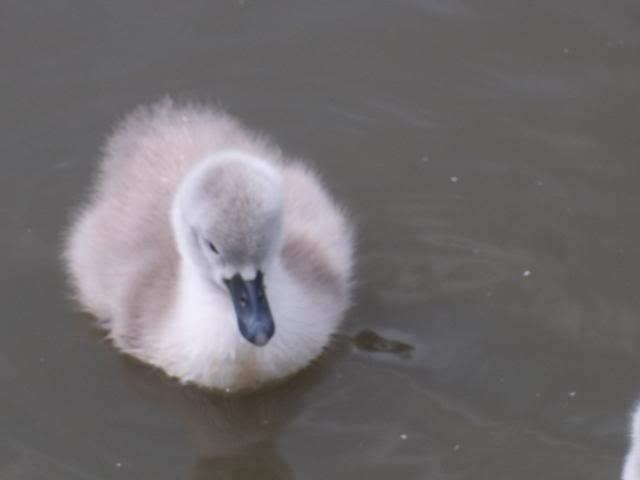 Swans 100_0947