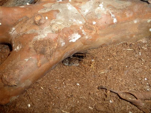 Some Western Fence Lizard Love! P1000688