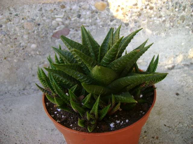 Haworthia cooperi Picture799