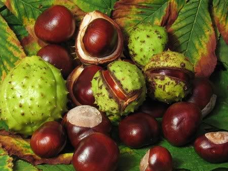 فوائد كستنا ، كستناء ، الكستنا ، الكستناء ، ابو فروة Aesculus_hippocastanum