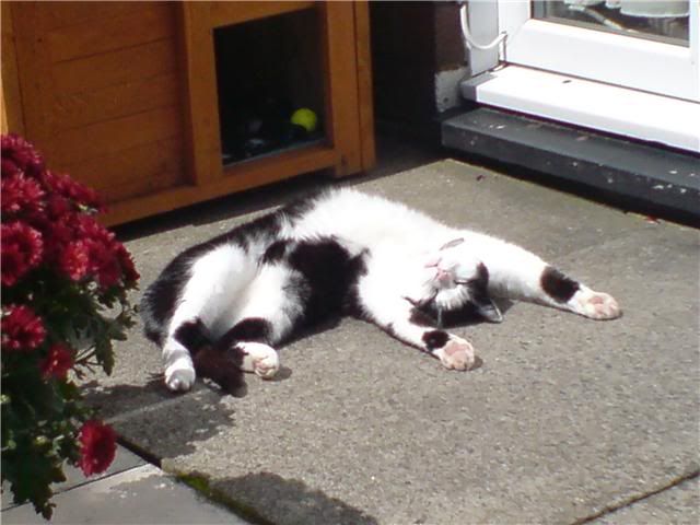 Poppy in the sun Poppyinthesun