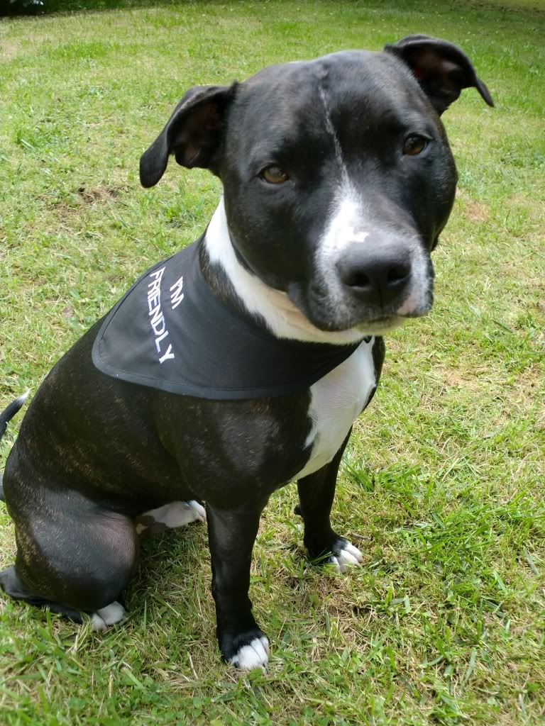 Benson in his new bandana BensonImFriendly2