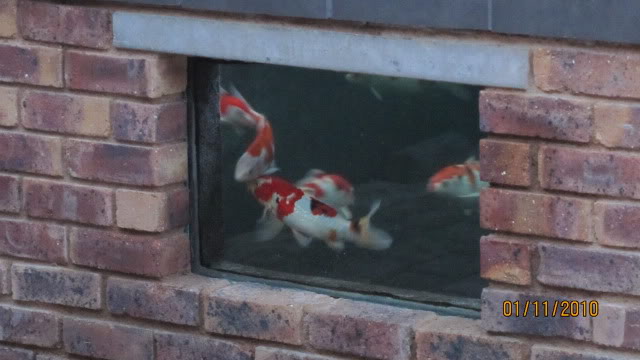 Photo's of Koi Viewing Windows SA Style please IMG_0335