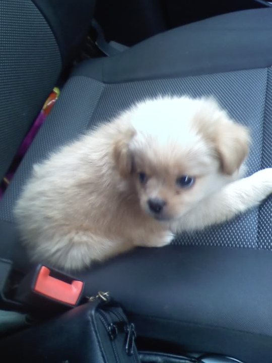 our new puppy! 1208091221