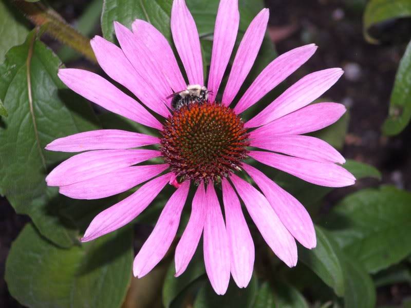 échinacea DSCF4939