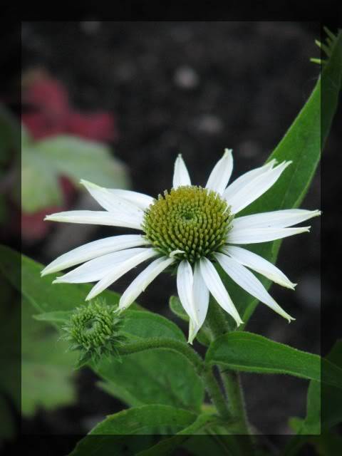 échinacea Juillet08147