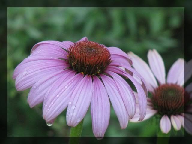 échinacea Juillet08150